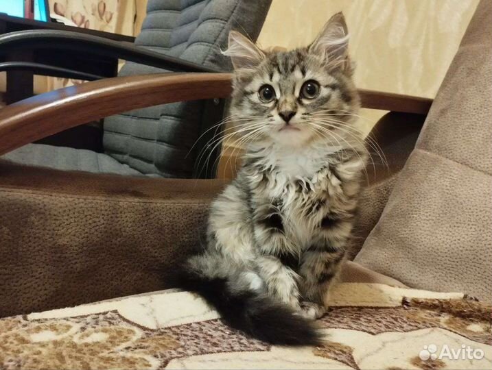 Отдадим кошечку в добрые руки