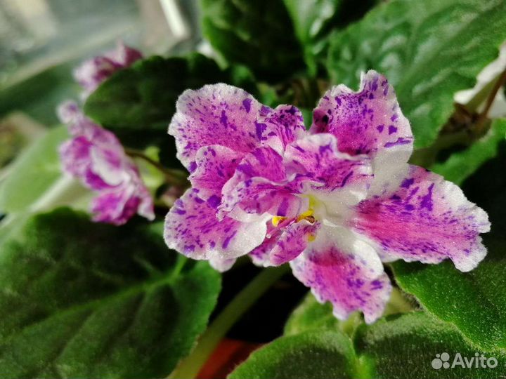 Фиалки цветущие в горшке