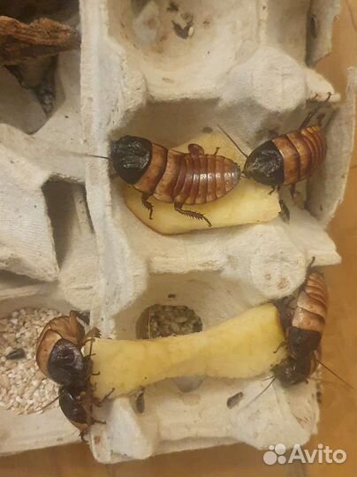 Тараканы, пауки, мокрицы