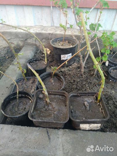 Чёрная малина сорт Блэк Джевел