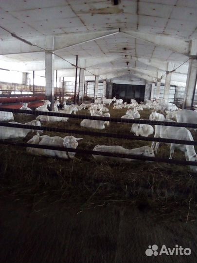 Продам ферму разведения коз Зааненской породы508га