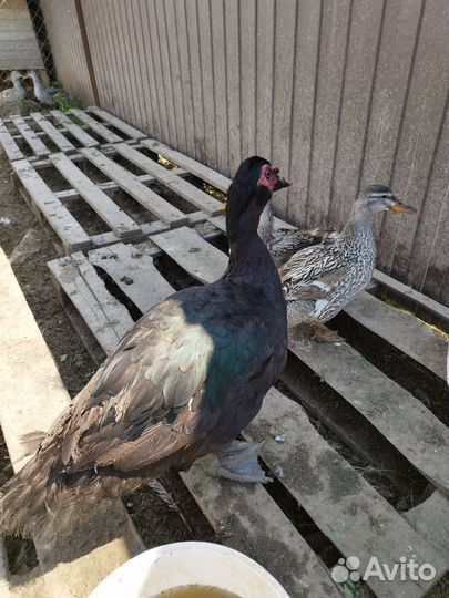 Индоутки годовалые и 4 месячные,северные кряквы