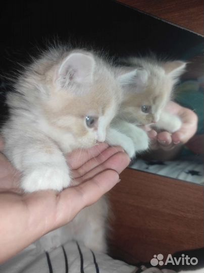 Котик в добрые руки