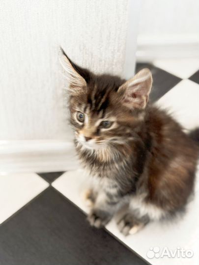 Мейн-кун котенок в добрые руки