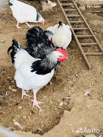Петухи