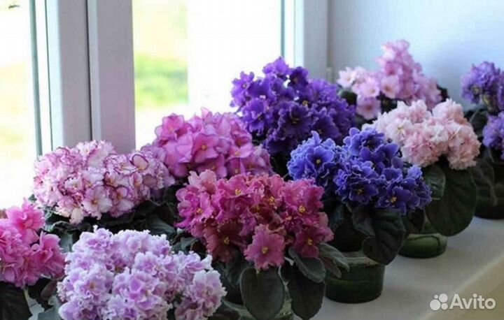 Сортовые фиалки