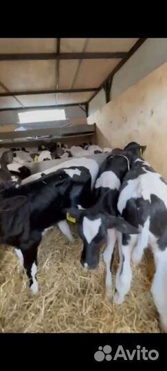 Бычки от 3 месяца