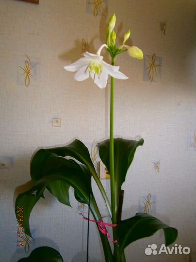 Комнатные цветы. Эухарис (Амазонская лилия)