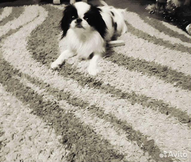 Вязка Японский хин