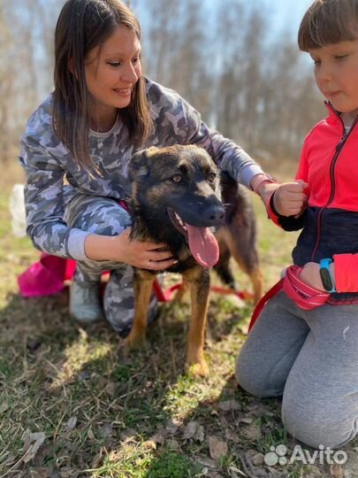 Немецкая овчарка Наоми