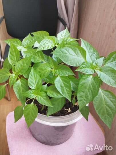 Рассада перца