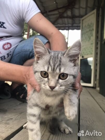 Найден котенок девочка