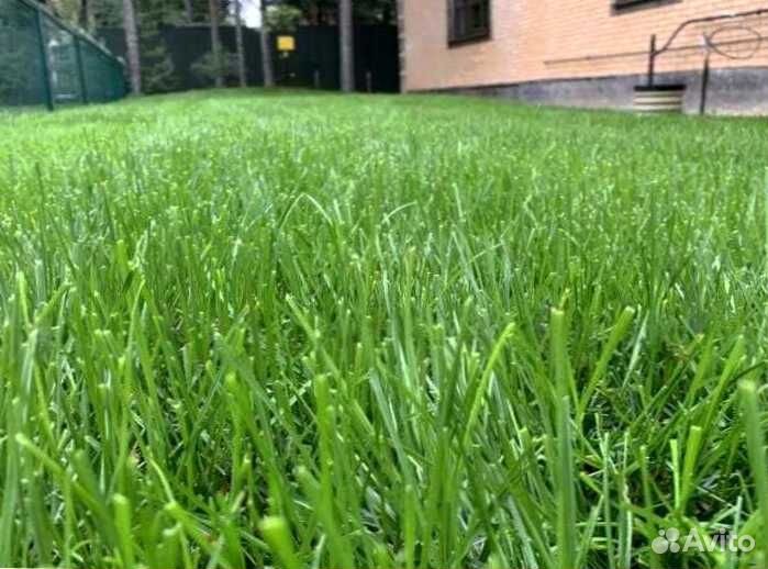 Рулонный газон, посевной газон