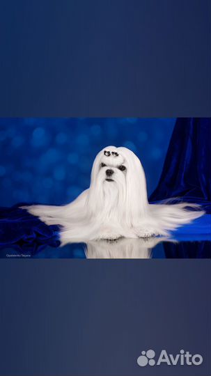 Открыт кобель мальтезе для вязки