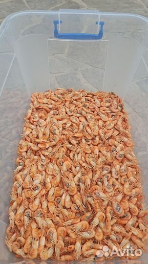 Азовская креветка в/м