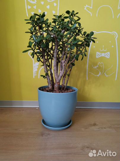 Денежное дерево