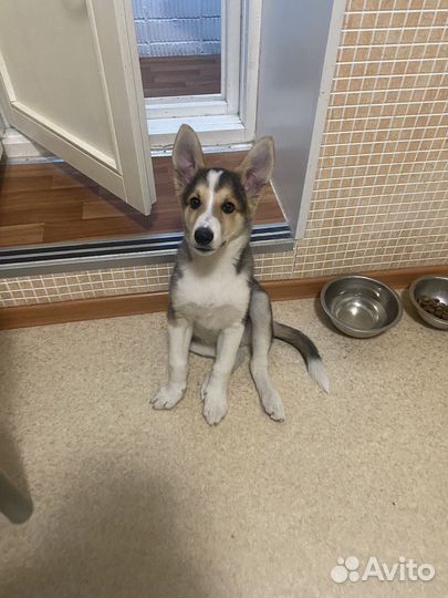 Щенок Помесь