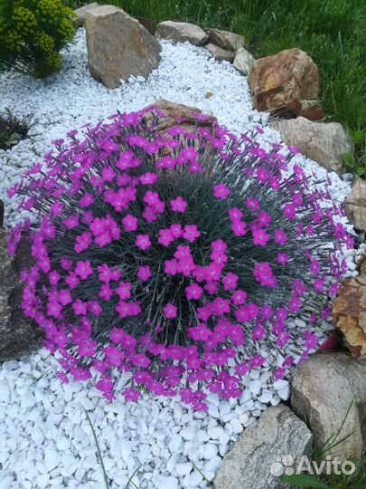 Альпийская гвоздика