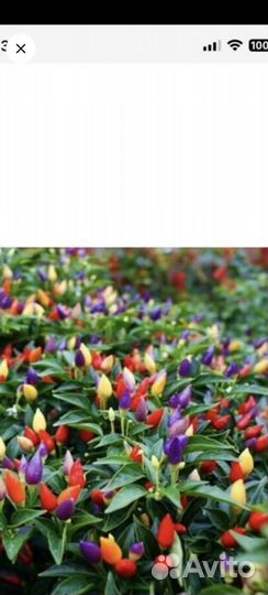 Острый перец Огонек