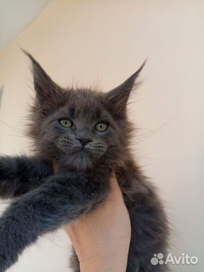 Девчата шикарные