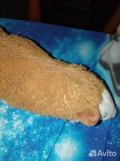 Игрушка кошка очень старая, она из 2012 года