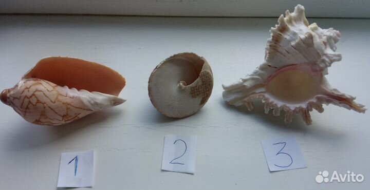Морские ракушки раковины