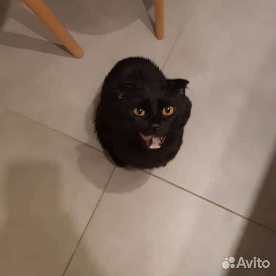 Вязка с котом шотландцем