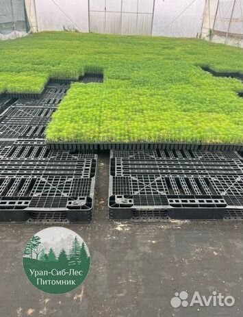 Зкс Сосна сеянцы Ели Лиственницы окс Голуб Горная