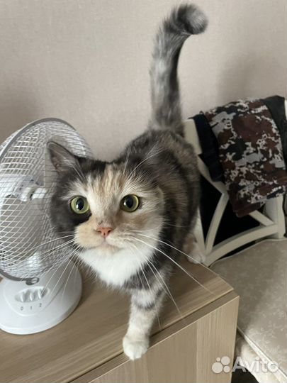 Передержка кошек в семье