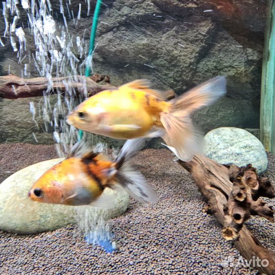 Продам рыбок