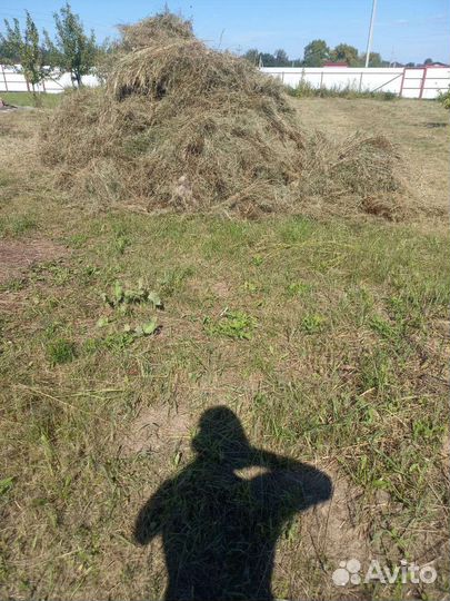 Сено бесплатно