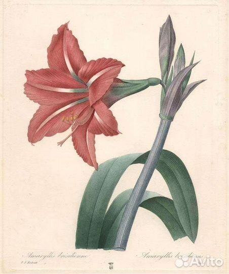 Гиппеаструм/ Hippeastrum