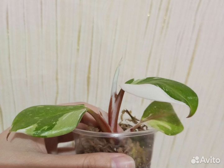 Филодендрон white knight триколор