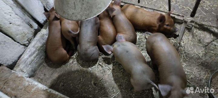 Поросята Кантор, Дюрок