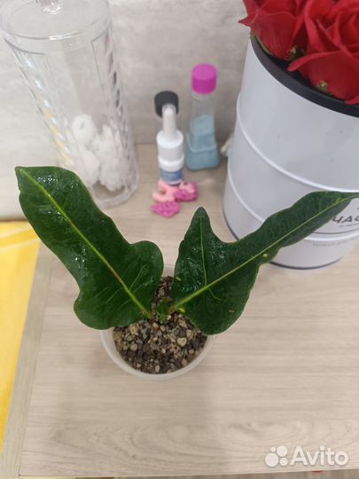 Замиакулькасы и Ко