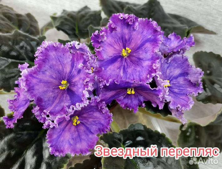 Листья фиалок