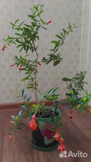 Фуксия-Комнатные растения Рассада Саженцы и Экзоты