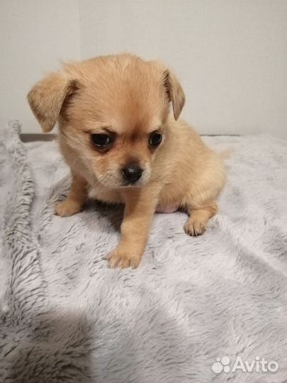 Щенки чихуахуа