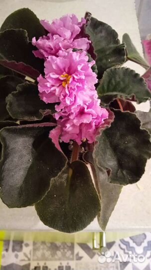 Фиалки на подарки