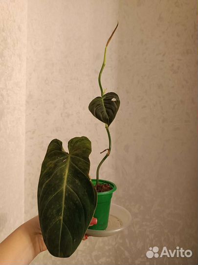 Филодендрон Меланохризум