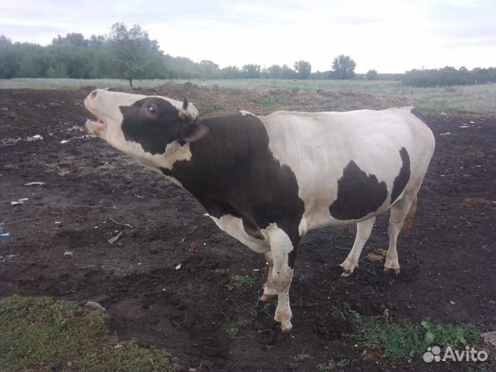 Быки на племя