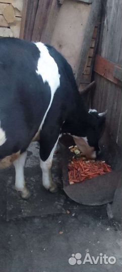 Корова дойная