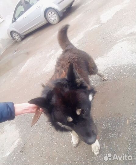 Пёсик ищет дом