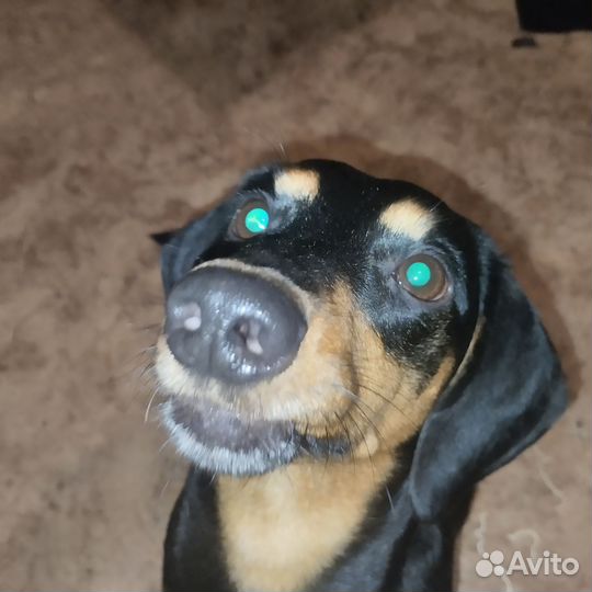 Такса - плакса