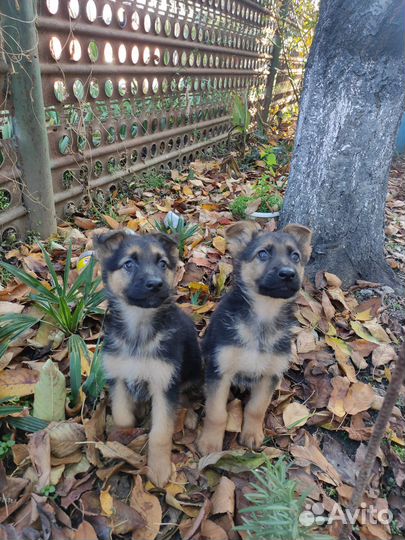 Щенки немецкой овчарки