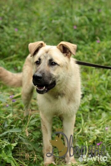 Замечательный пес Грей