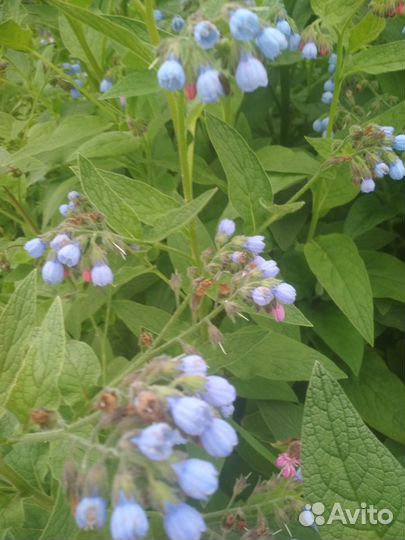 Саженцы цветов многолетнников из Мурмашей