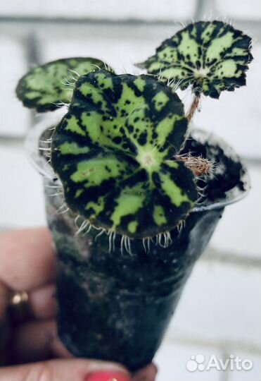 Бегония «Тигровая»