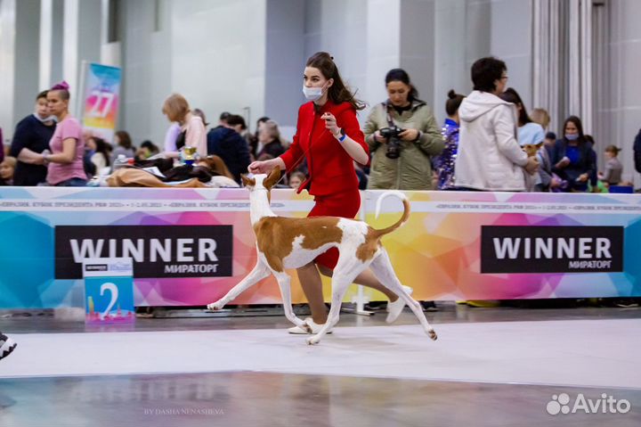 Услуги хендлера (демонстрация собак на выставках)