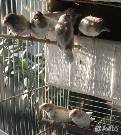 Японская амадина